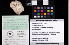 Foto (Objket + Etiketten) von Culmenformosa sp. 